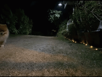 Cute Brown Pomeranian Walking Towards The Camera GIF