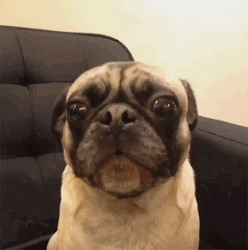 Cute Bulldog Howl GIF