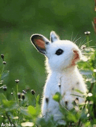 Cute Bunny Blinking Eyes In The Bush GIF