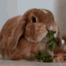 Cute Bunny Eating Plants Fast