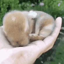 Cute Bunny Feeling A Hand's Warmth GIF
