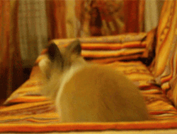 Cute Bunny Hopping On Couch GIF