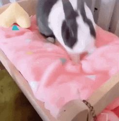 Cute Bunny Laying In Bed