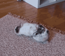 Cute Bunny Rolling On The Carpet