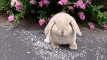 Cute Bunny Rubbing Face With Legs