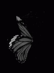 Cute Butterfly Black And White GIF