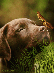 Cute Butterfly Labrador Dog Nose GIF