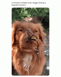 Cute Butterfly Resting On Dog GIF