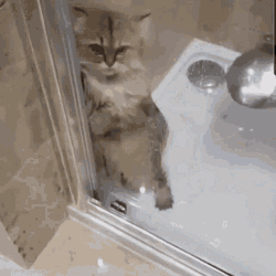 Cute Cat Afraid Of Shower Time GIF
