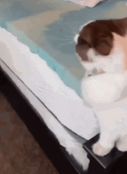 Cute Cat Air Conditioning GIF