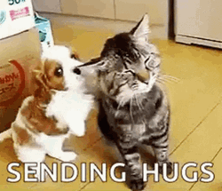 Cute Cat And Dog Care GIF