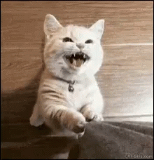 Cute Cat Asking For Attention GIF