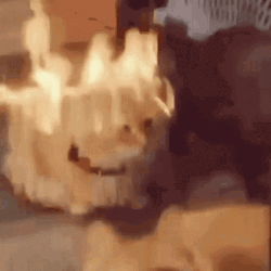 Cute Cat Caught On Fire  GIF