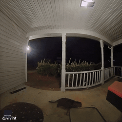 Cute Cat CCTV Let Me In Meme GIF