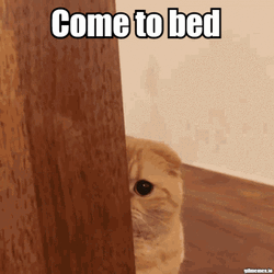 Cute Cat Come To Bed