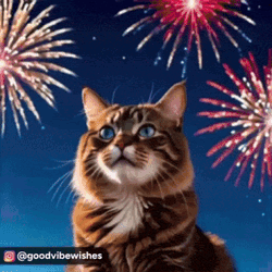 Cute Cat Cute Kitty GIF