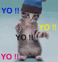 Cute Cat Dancing Yo GIF