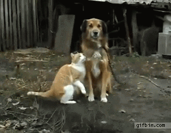 Cute Cat Dog Friends Cheek Kiss No Reaction GIF