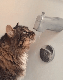 Cute Cat Drinking From Spout GIF