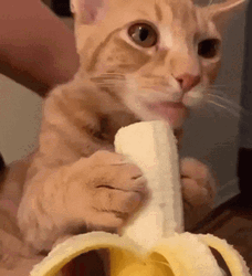 Cute Cat Eating Banana GIF