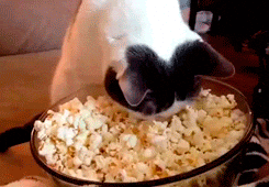 Cute Cat Eating Popcorn Meme GIF