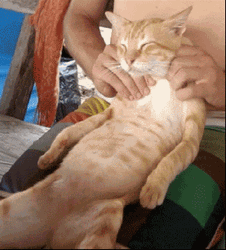 Cute Cat Enjoying Body And Foot Massage GIF