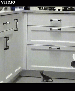 Cute Cat Fail To Jump GIF