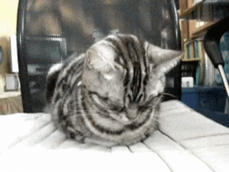 Cute Cat Fell Asleep GIF