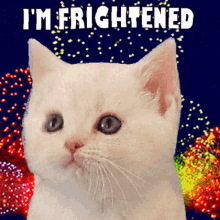 Cute Cat Frightened Fireworks GIF