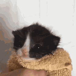 Cute Cat GIF