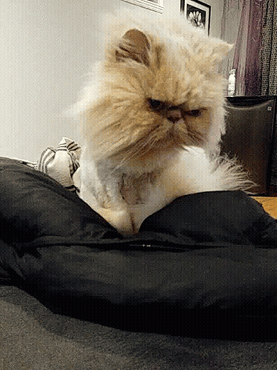 Cute Cat GIF
