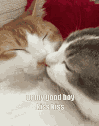 Cute Cat Good Boy Kiss Sleepy GIF