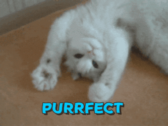 Cute Cat Good Morning Sunshine Perfecto GIF