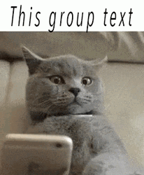 Cute Cat Group Texting Sent GIF