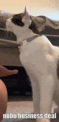 Cute Cat Handshake Deal GIF