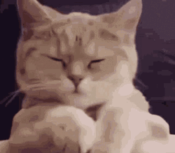 Cute Cat Happy Dancing GIF