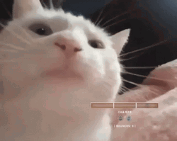 Cute Cat Head Bang GIF