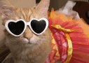 Cute Cat Heart Sunglasses Dress