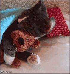Cute Cat Hugging Teddy In Bed