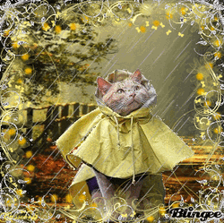 Cute Cat In Yellow Coat On Rainy Day GIF