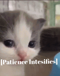 Cute Cat Intensifies Patience GIF
