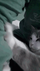 Cute Cat Knead Bed Sheet GIF