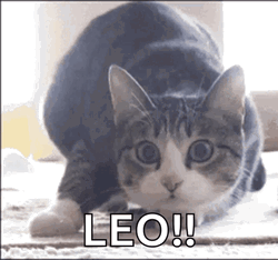 Cute Cat Leo GIF