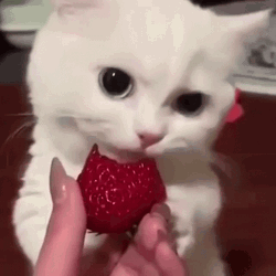 Cute Cat Licking Strawberry  GIF