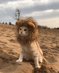Cute Cat Lion