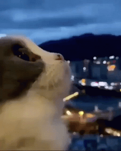 Cute Cat Looking Up GIF