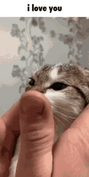 Cute Cat Memes I Love You Stare GIF