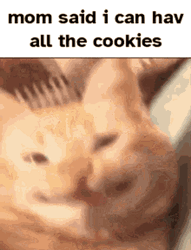 Cute Cat Memes Smile Mom Cookies Wink GIF