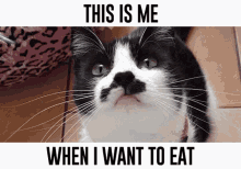 Cute Cat Memes This Is Me When I Want To Eat GIF