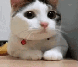 Cute Cat Nodding Head GIF